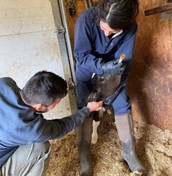 Two people giving a calf medicine.